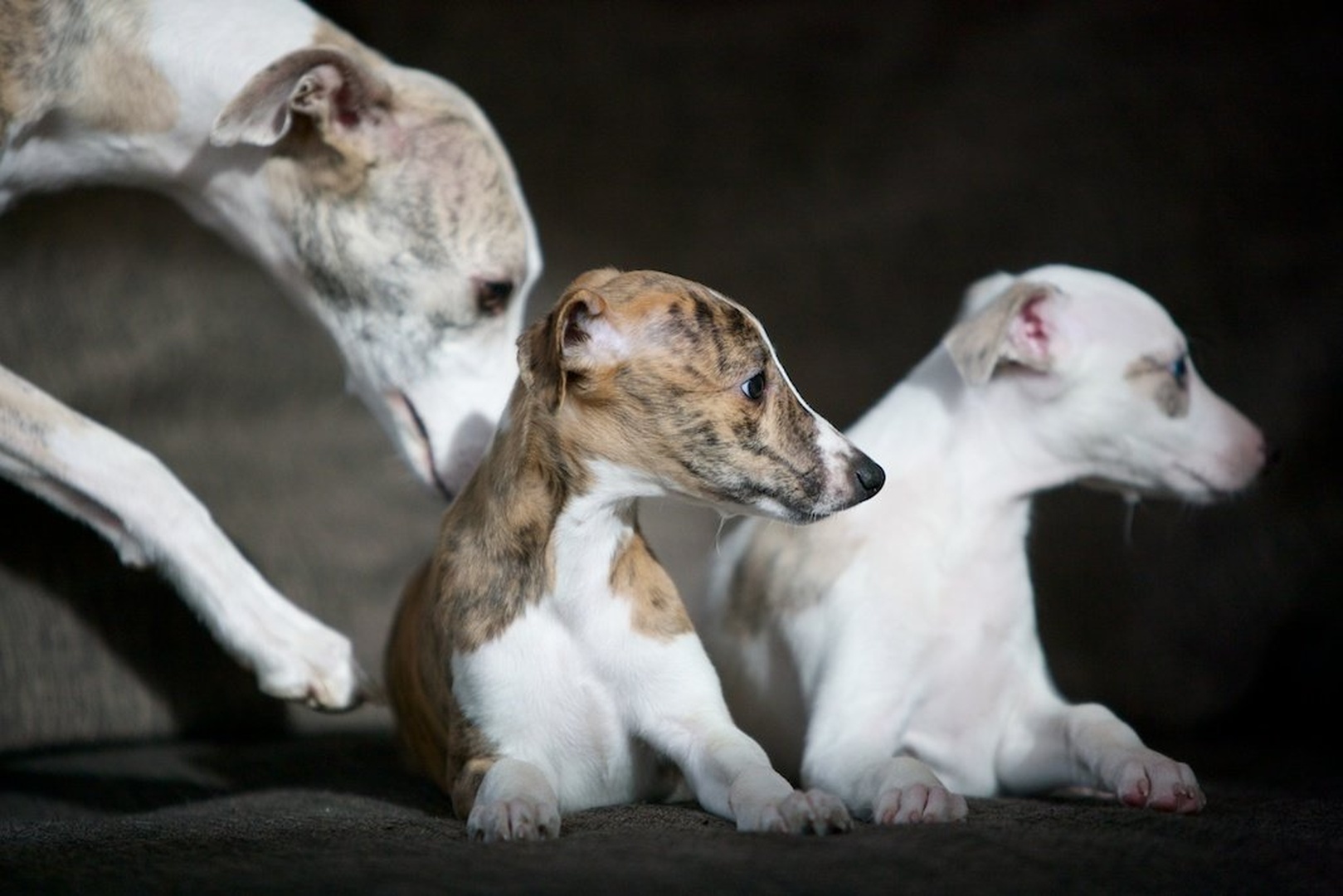 whippet family by Tenderline