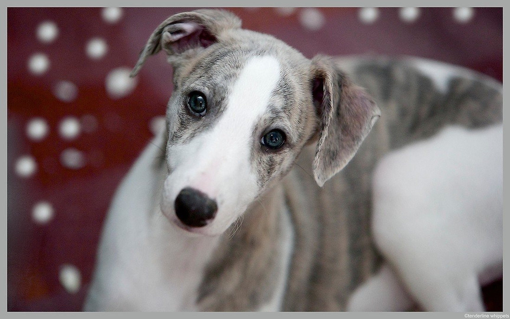 whippet puppy by Tenderline