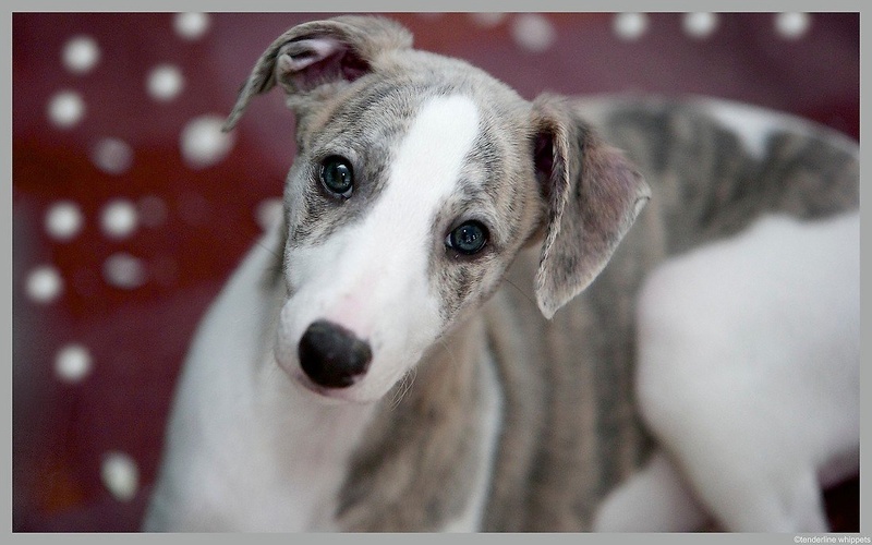 whippet puppy by Tenderline