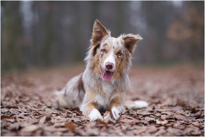 Border Collie by Tenderline