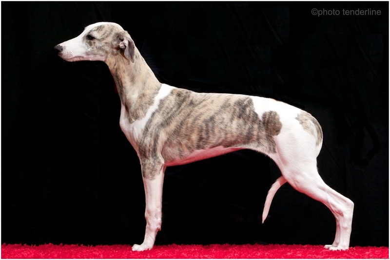 whippet - razstavna poza by Tenderline
