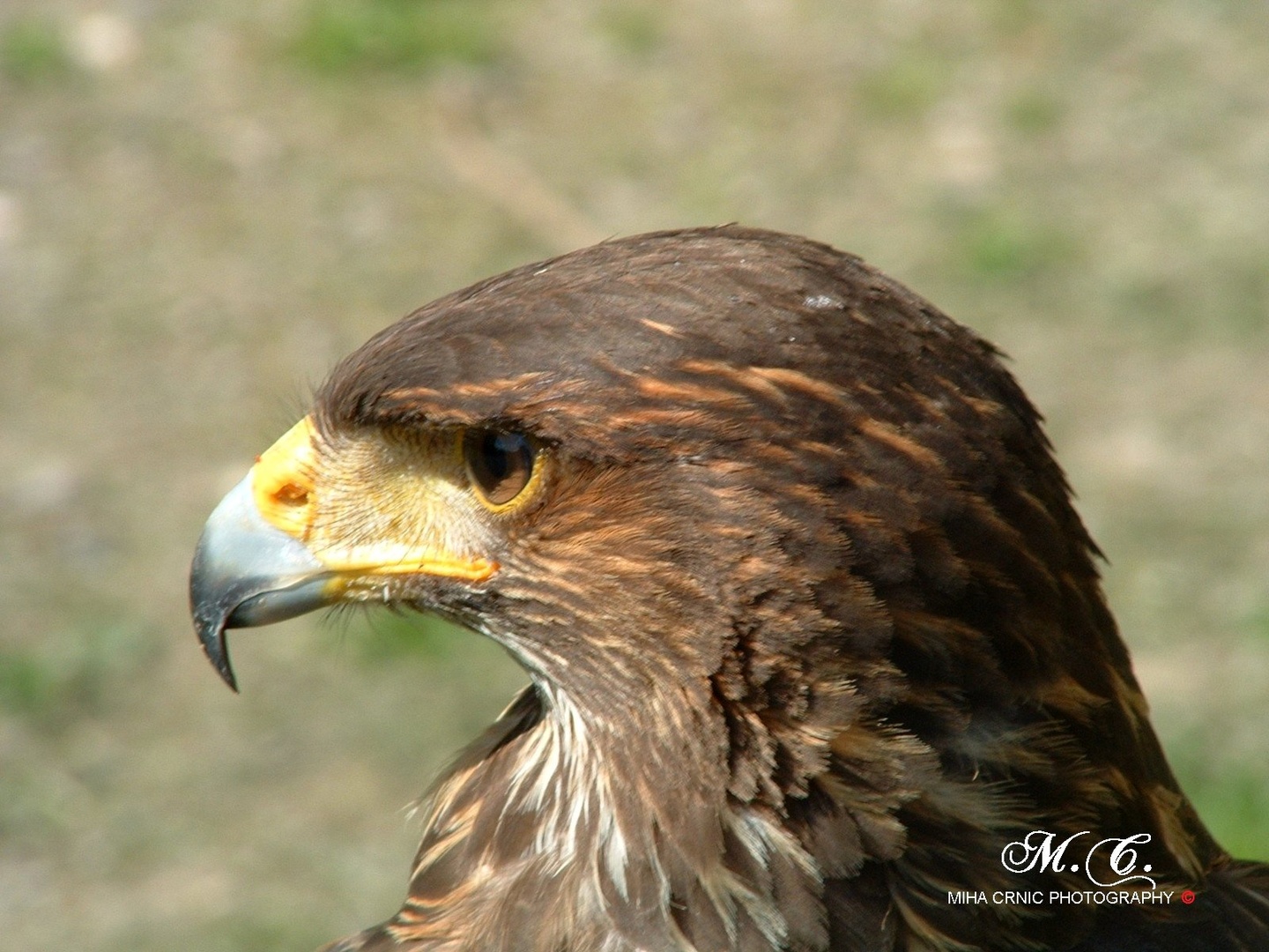 Orel by Miha Crnic