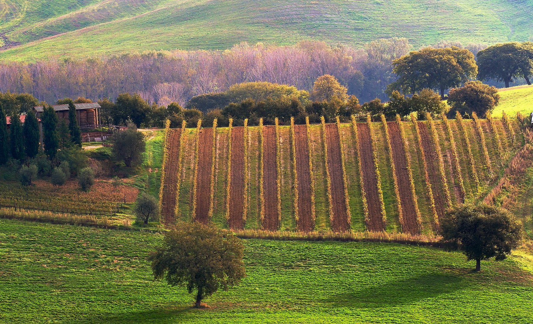 Vinograd by Mikki
