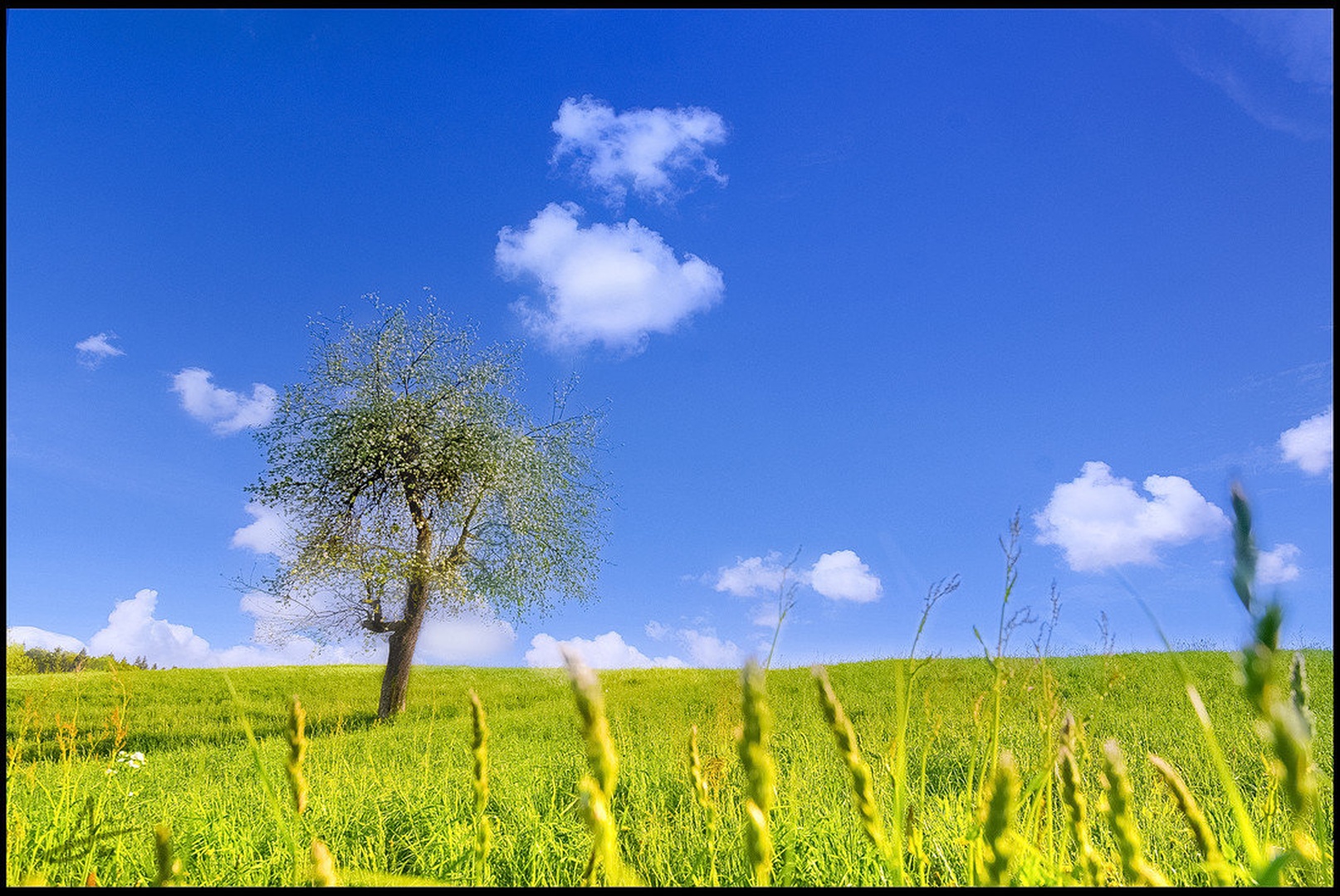 Just another tree by Luka Čuden