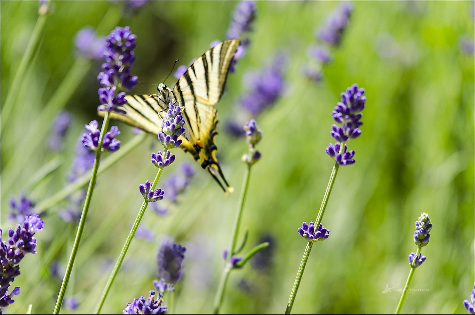 Lavander butterfly by Luka Čuden