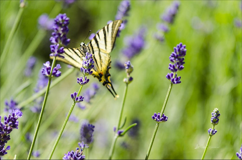 Lavander butterfly by Luka Čuden