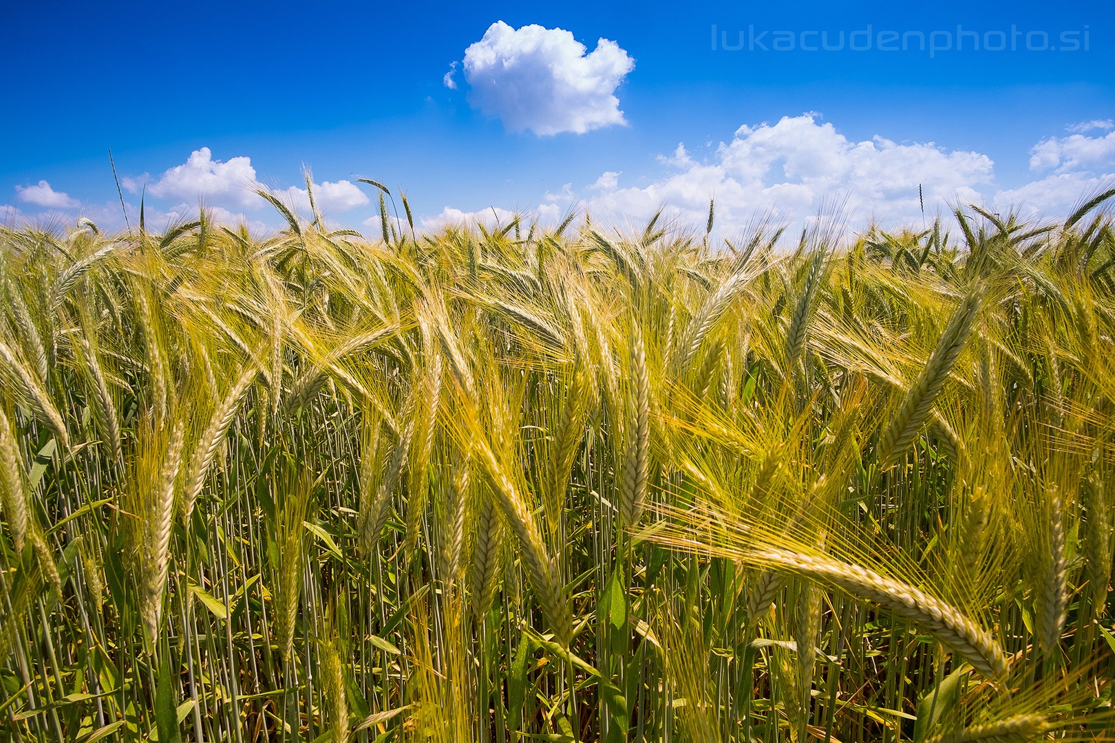 Into the fields of joy by Luka Čuden