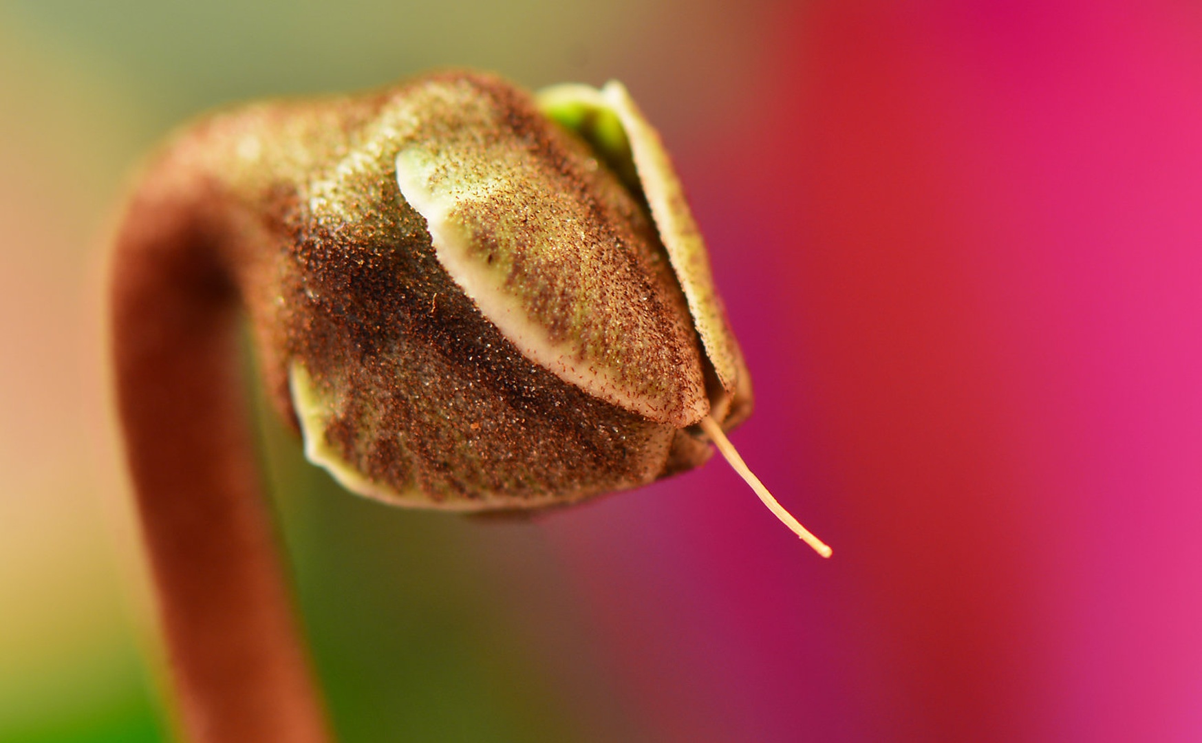 Snake ... by Grega Gobovc