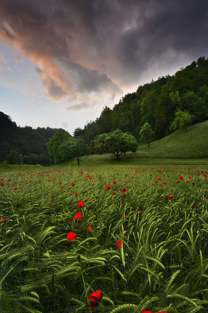 Sožitje ... by Grega Gobovc