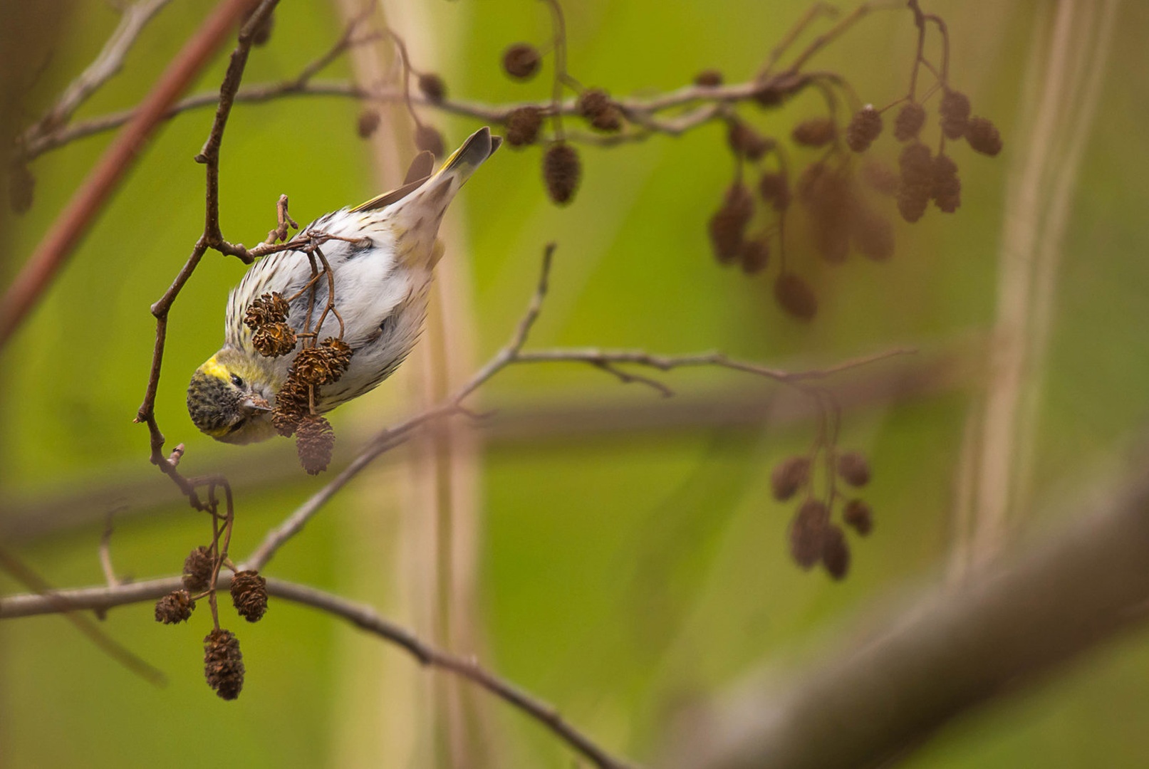 Na glavo .... by Grega Gobovc