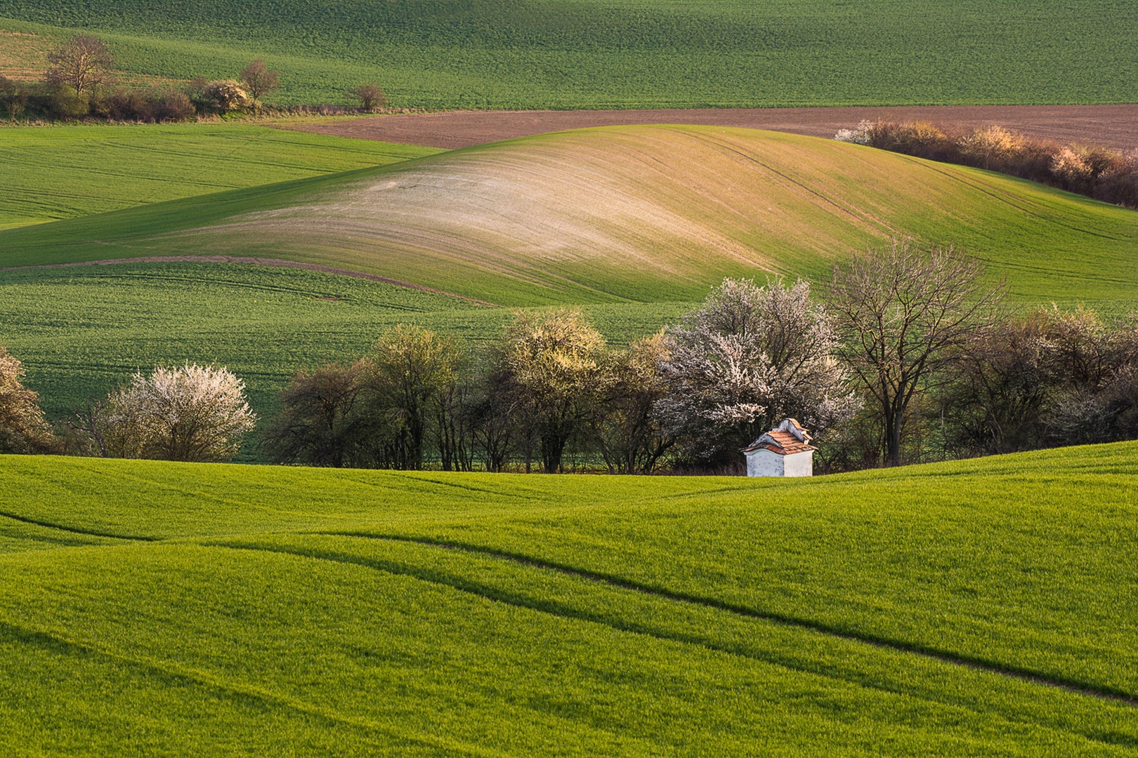 Sredi polj ... by Grega Gobovc