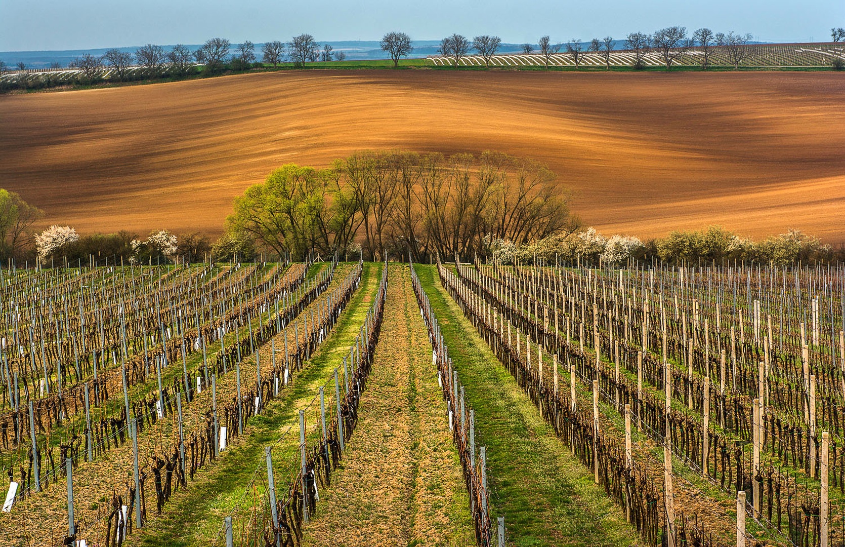 Med vinogradi .... by Grega Gobovc