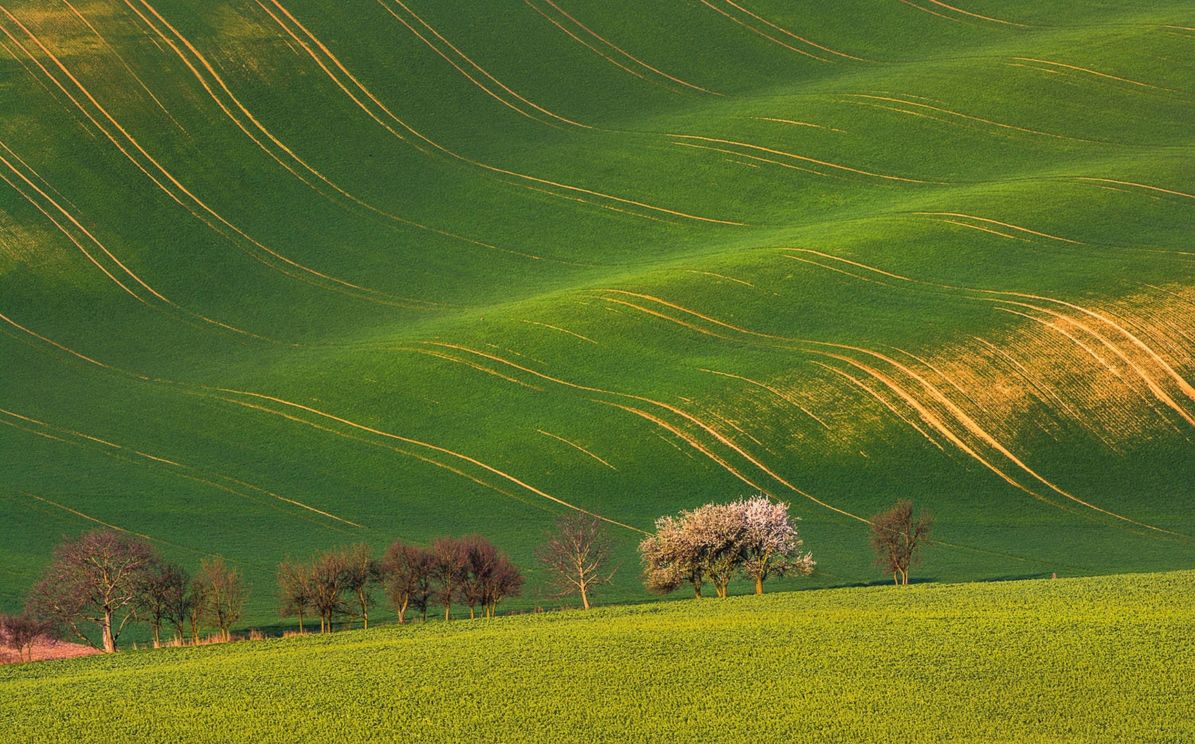 Sredi polja .... by Grega Gobovc