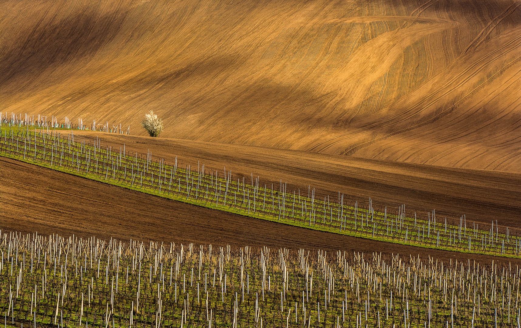 Sredi polj .... by Grega Gobovc