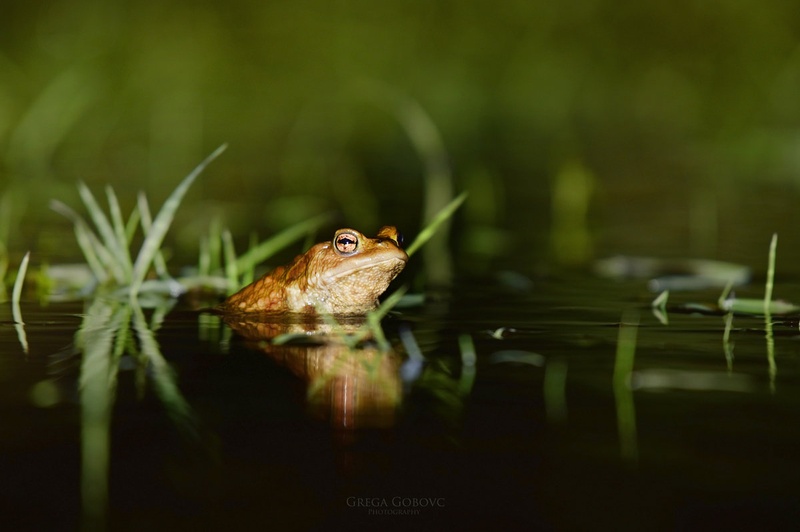Moja kopel ... by Grega Gobovc