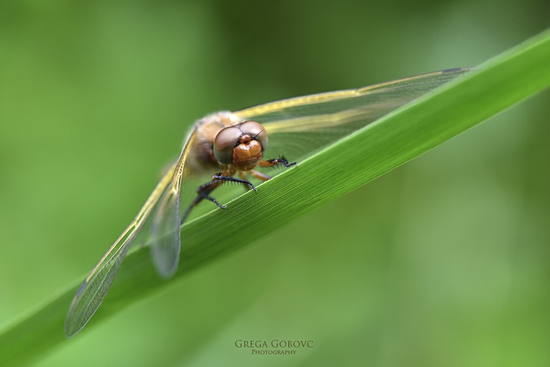 Prvi koraki ... by Grega Gobovc