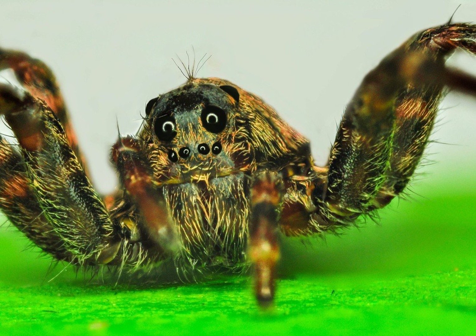 Hello by letat