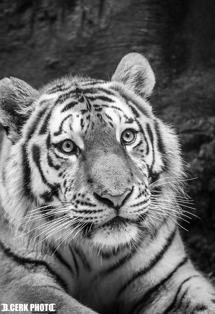 Tiger by B Cerk