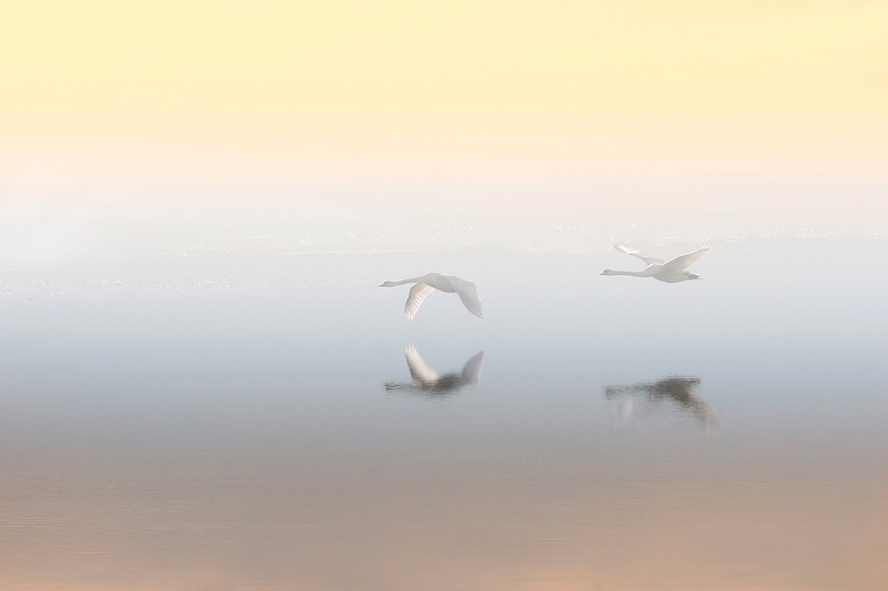 prelet by wilie