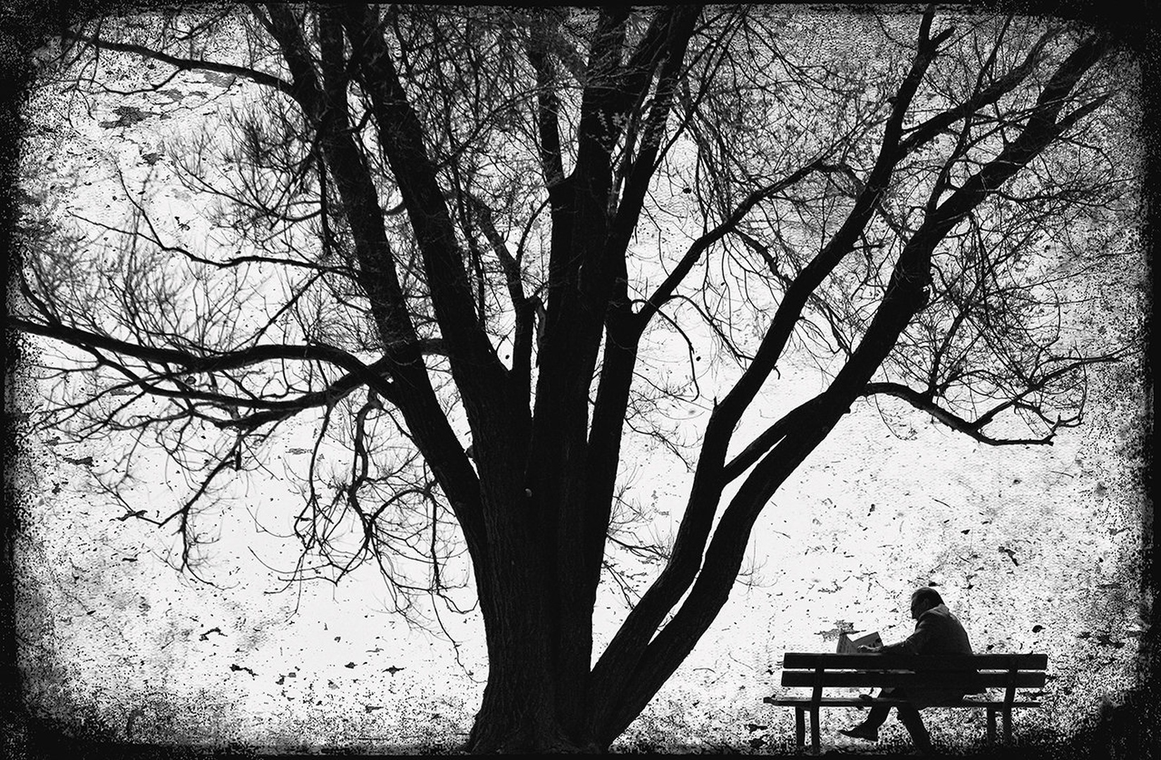 pauza by