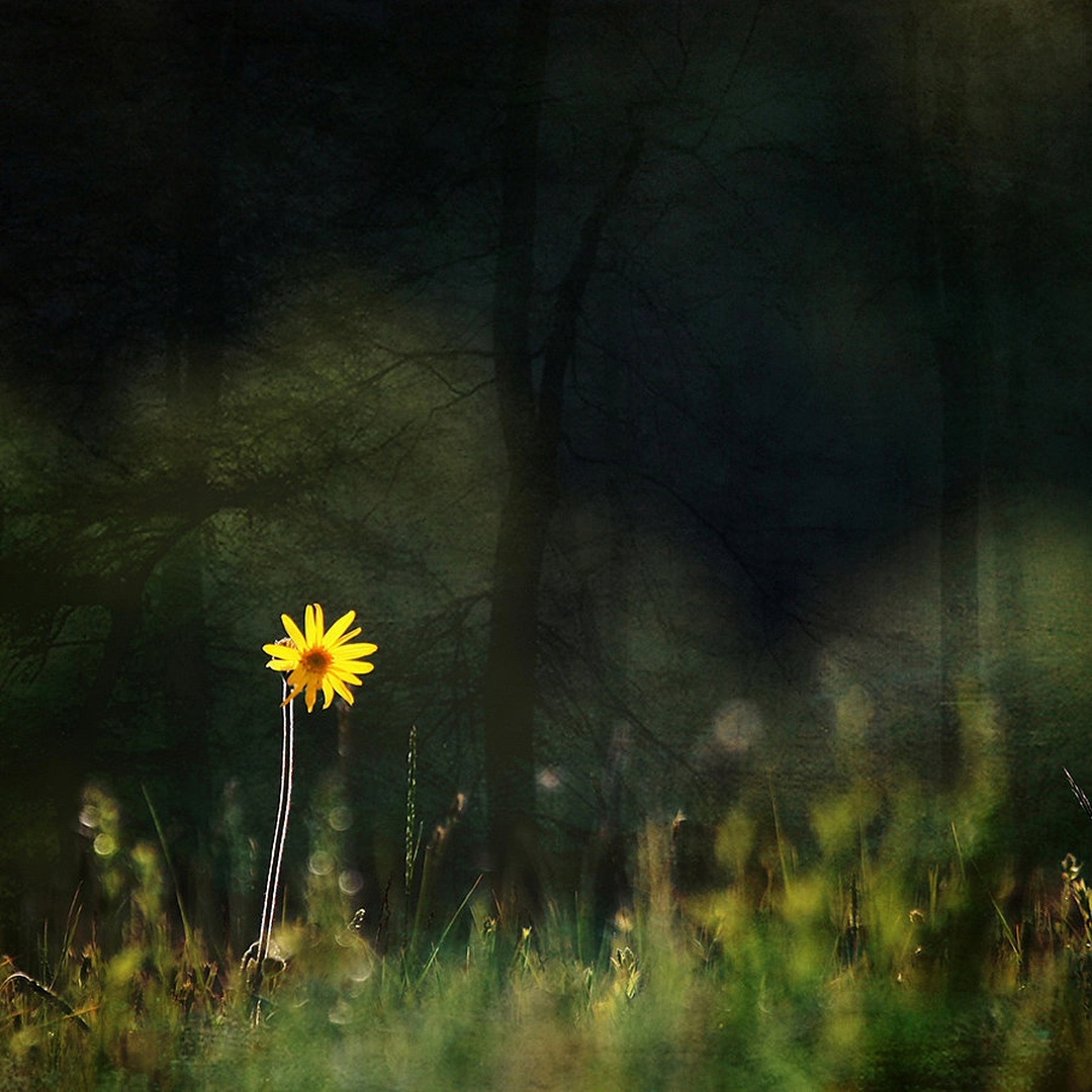 pomlad by