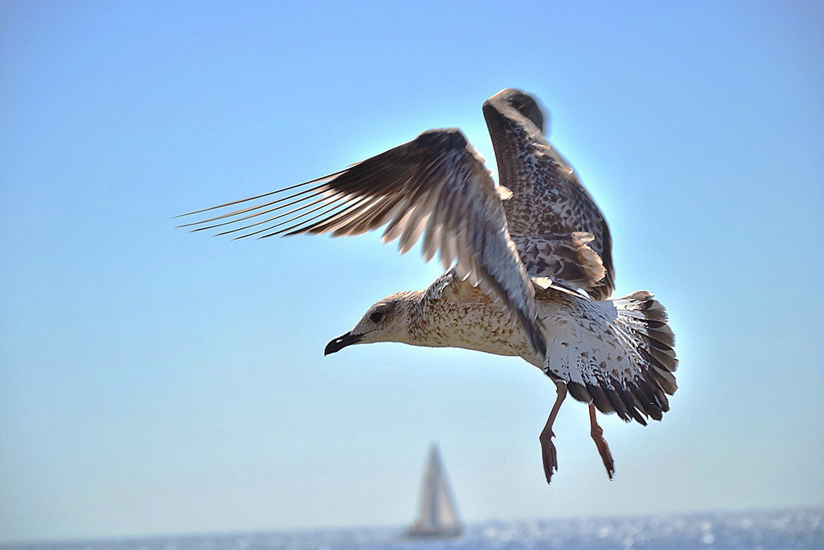 Galeb by