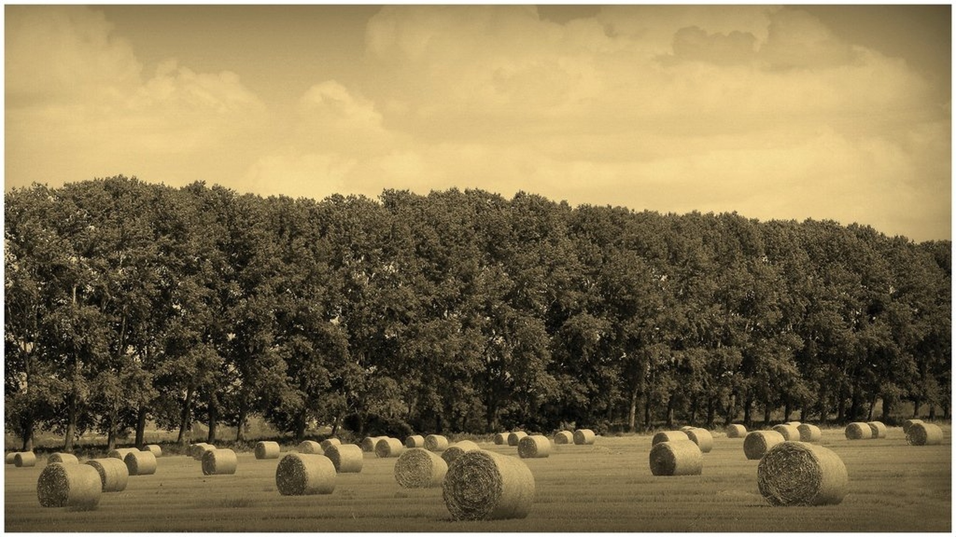 Po žetvi.... by Jani Matko