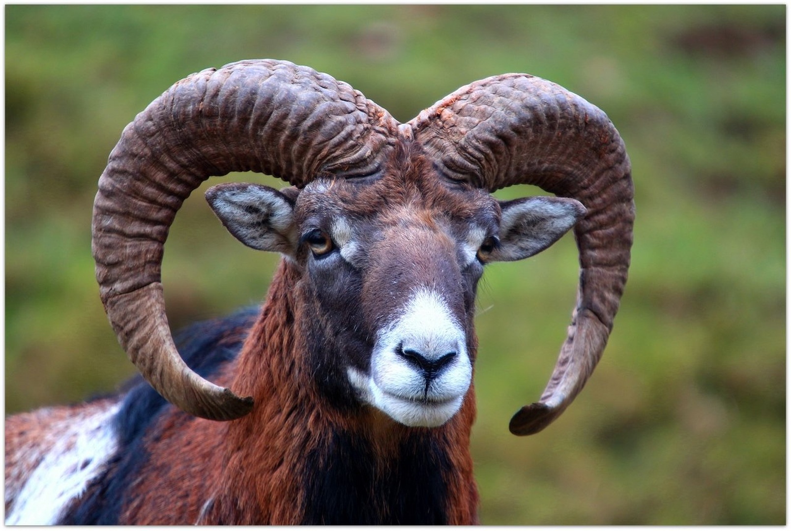 muflon... by Jani Matko
