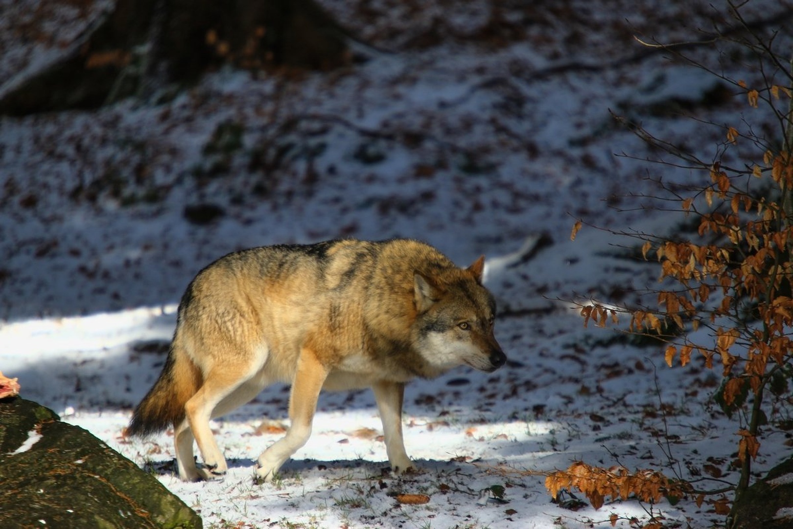Volk... by Jani Matko