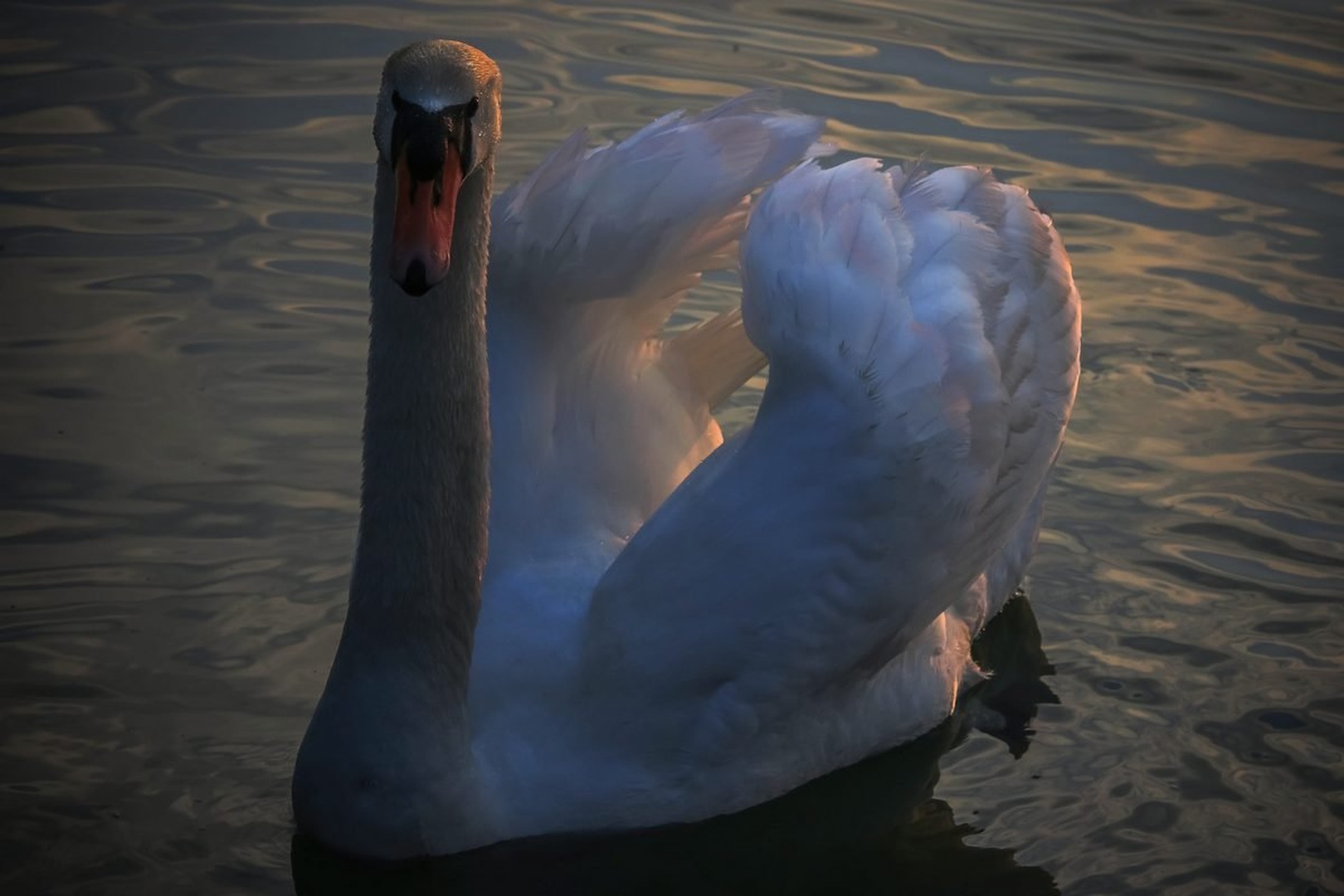 Pozer... by Jani Matko