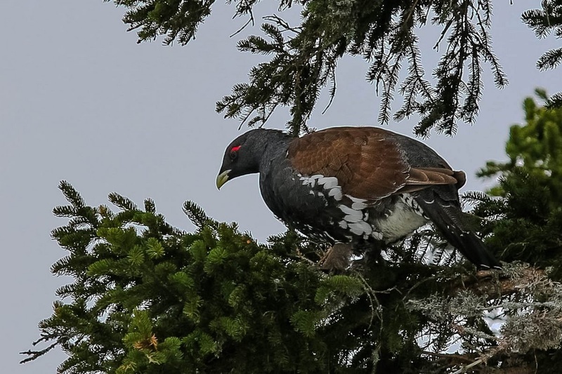 Divji petelin... by Jani Matko