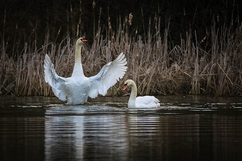 Labodji ples... by Jani Matko