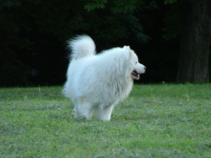 Lajka by FotoKaty