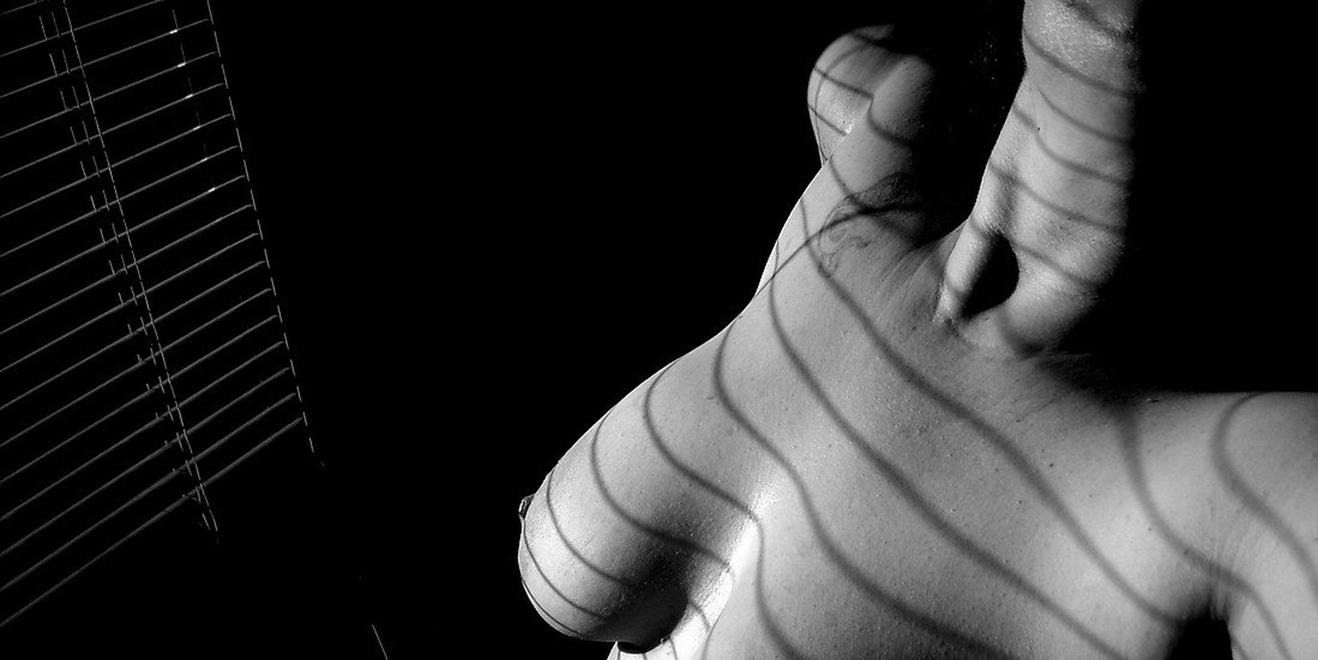 Zebra by sandra