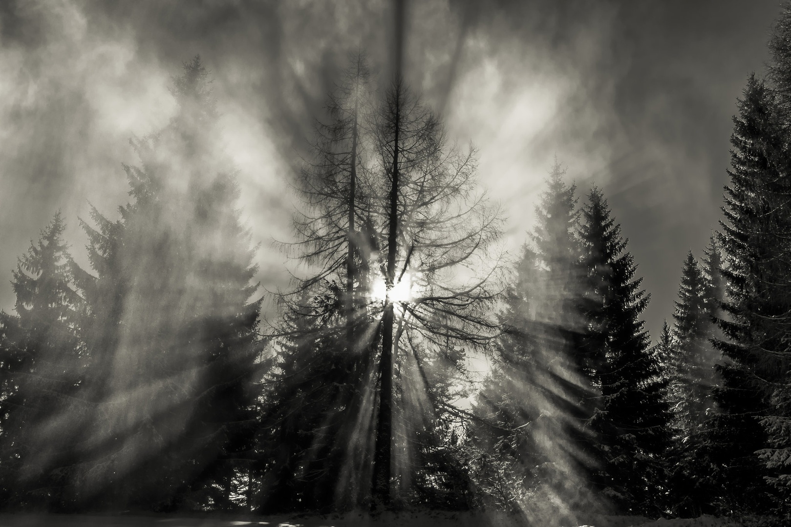 prodor by c bor