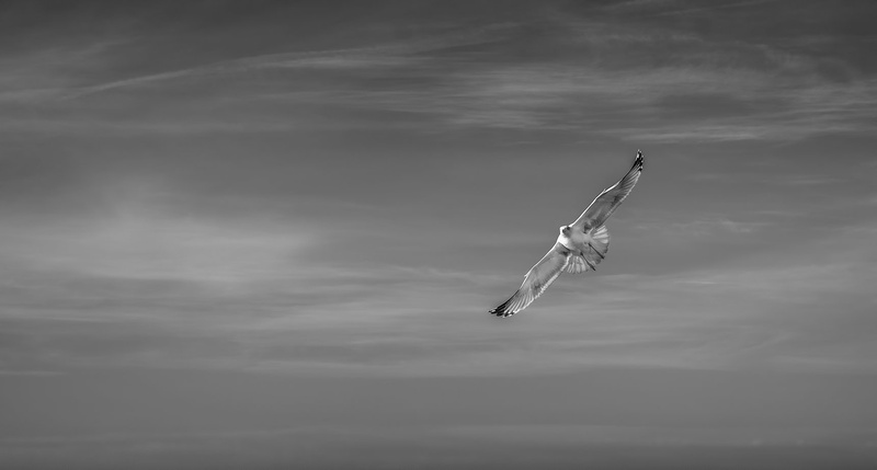 solo by c bor
