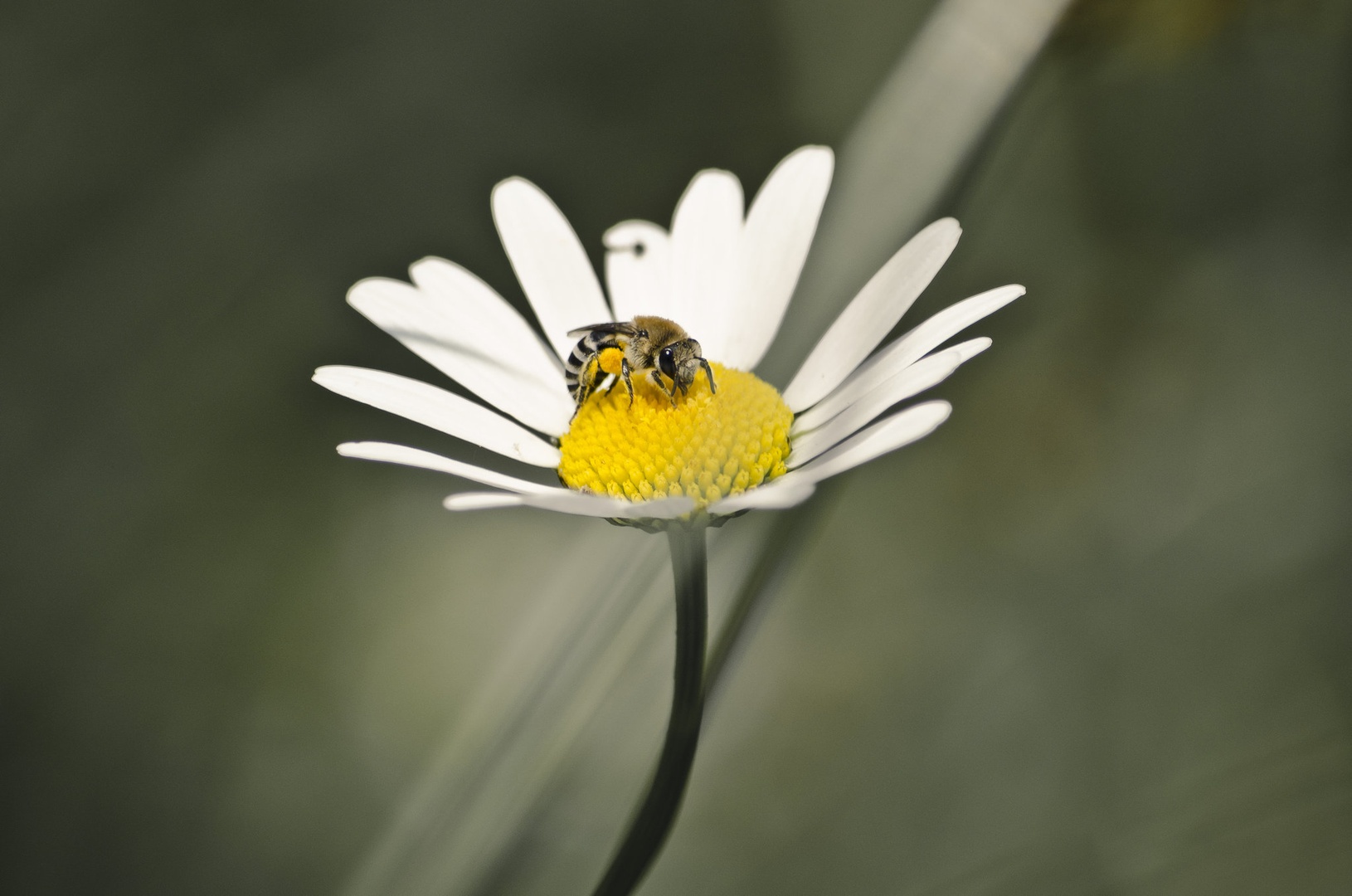 Kosilo :) by Benjamin Abram
