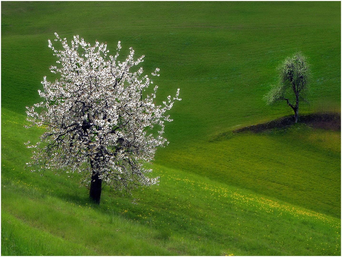 Nevesta by