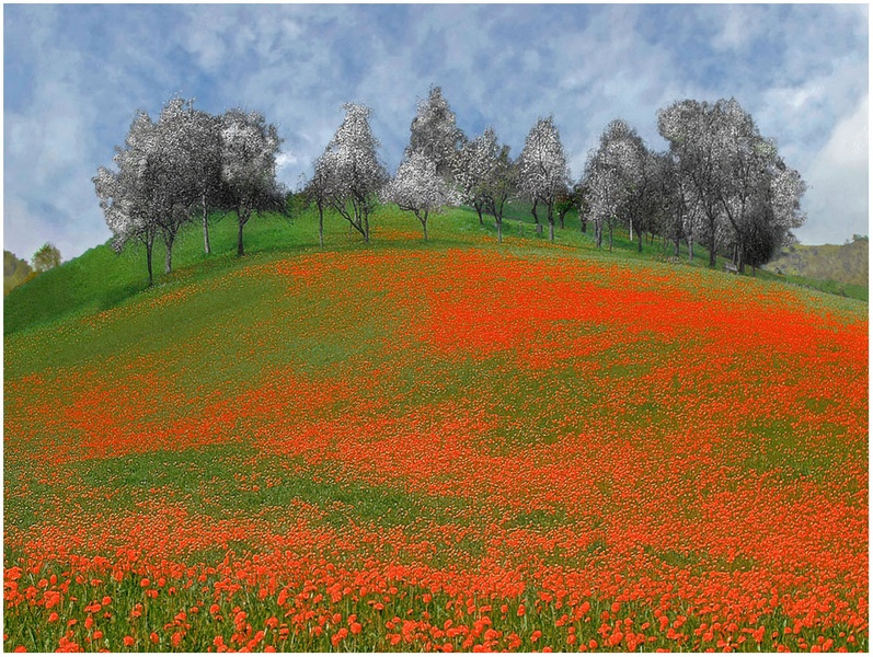 Rdeča preproga by okin