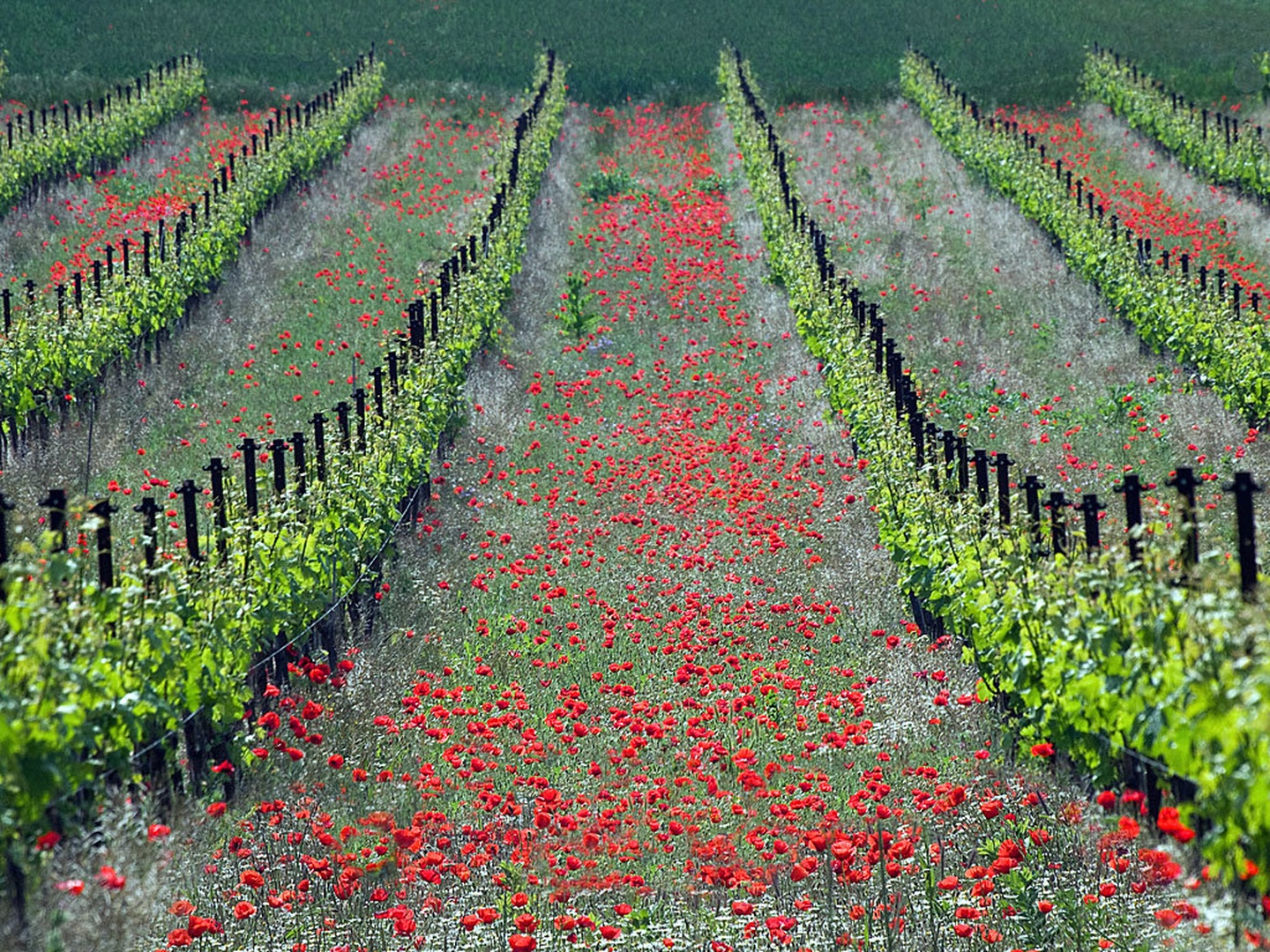 Rdeči vinograd by