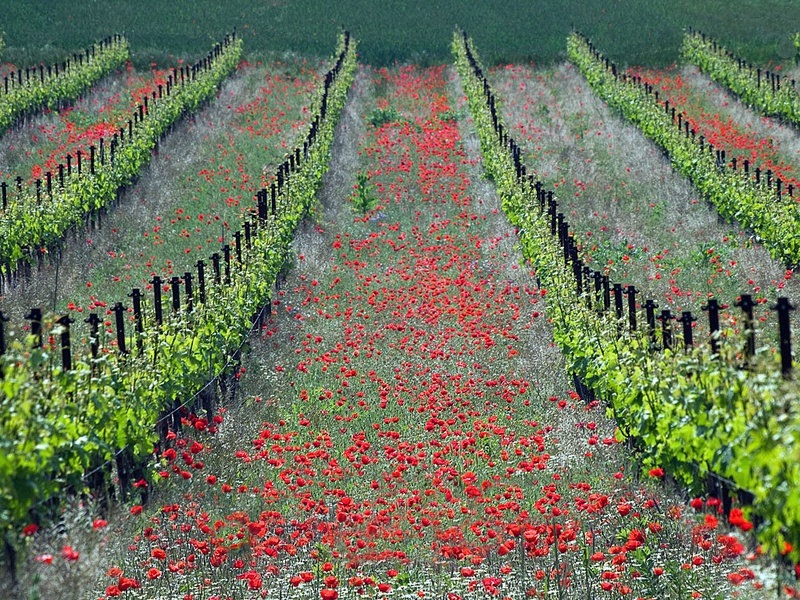 Rdeči vinograd by okin