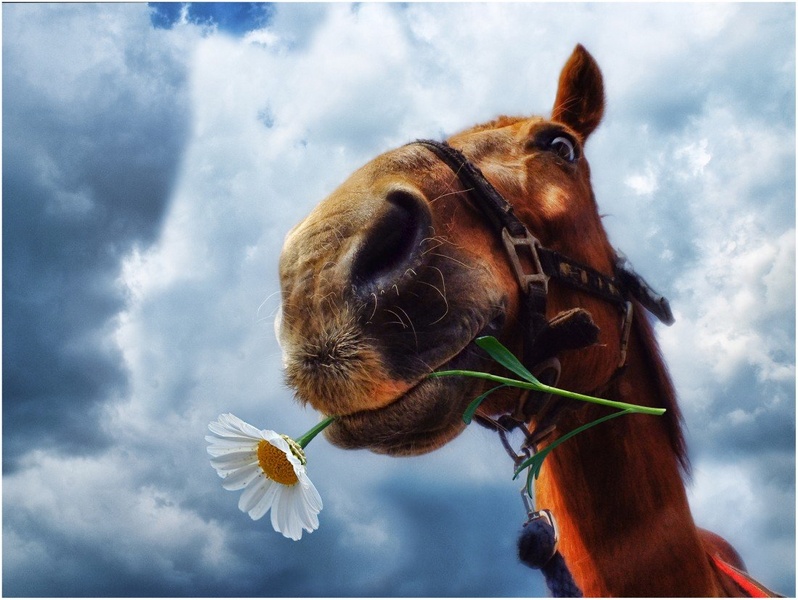 Romeo by okin