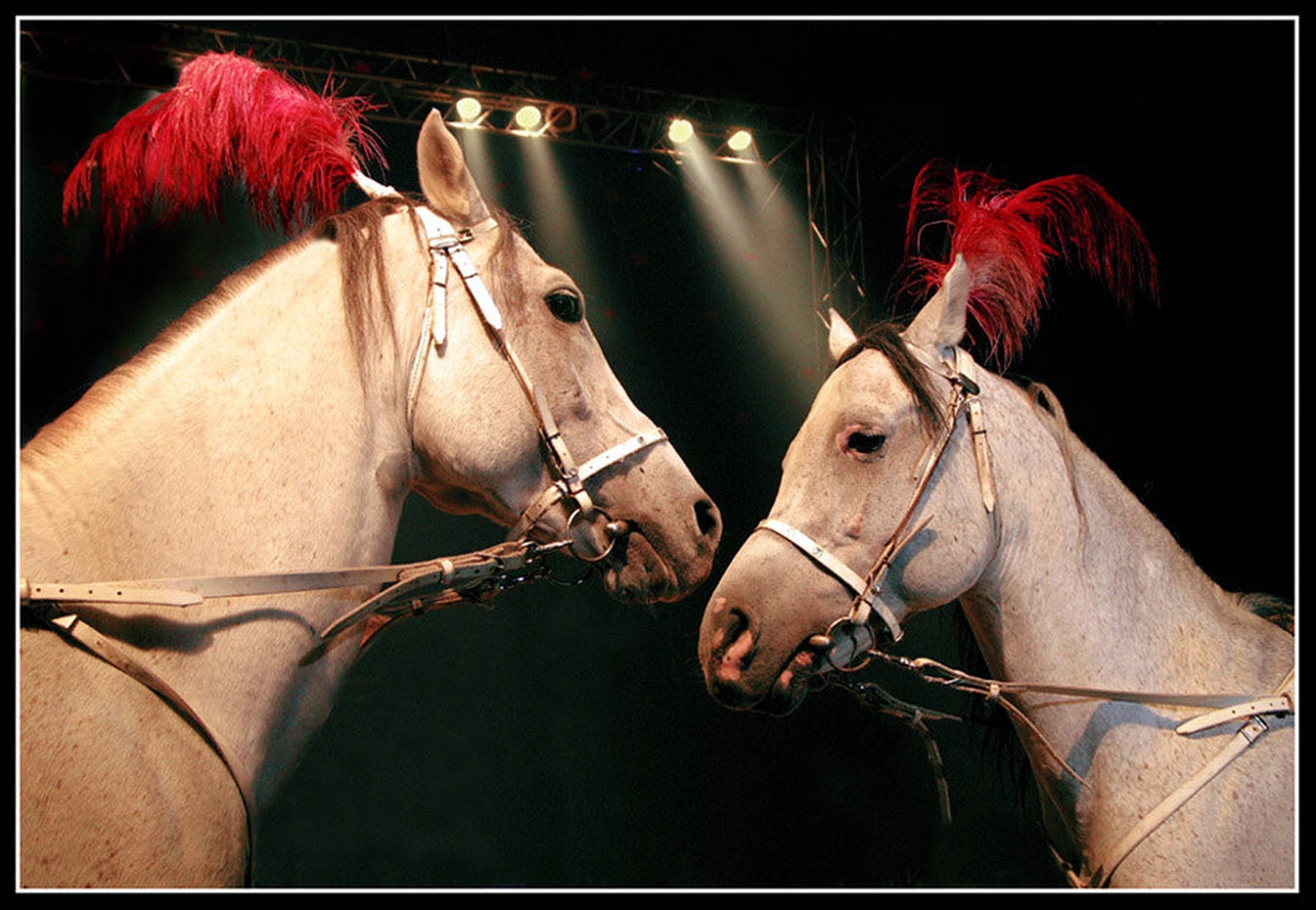 Cirkus by