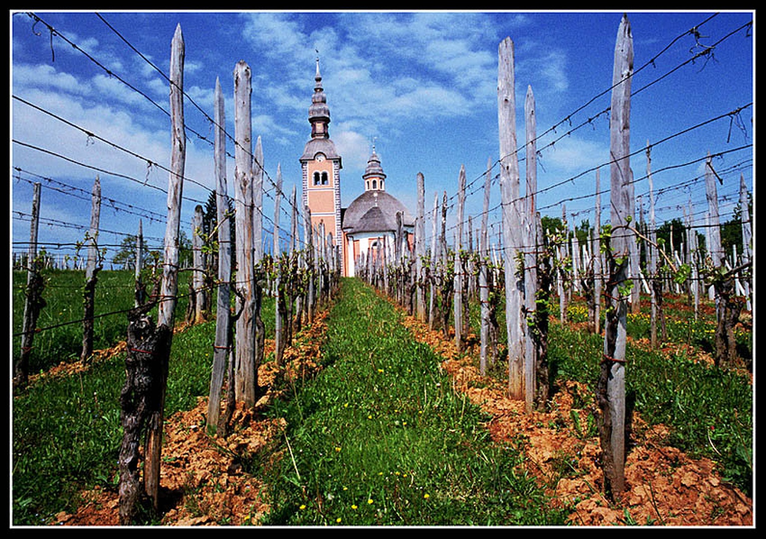 Božji vinograd by