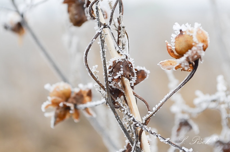 ~ Winter Tenderness ~ by Sebastijan Pišek