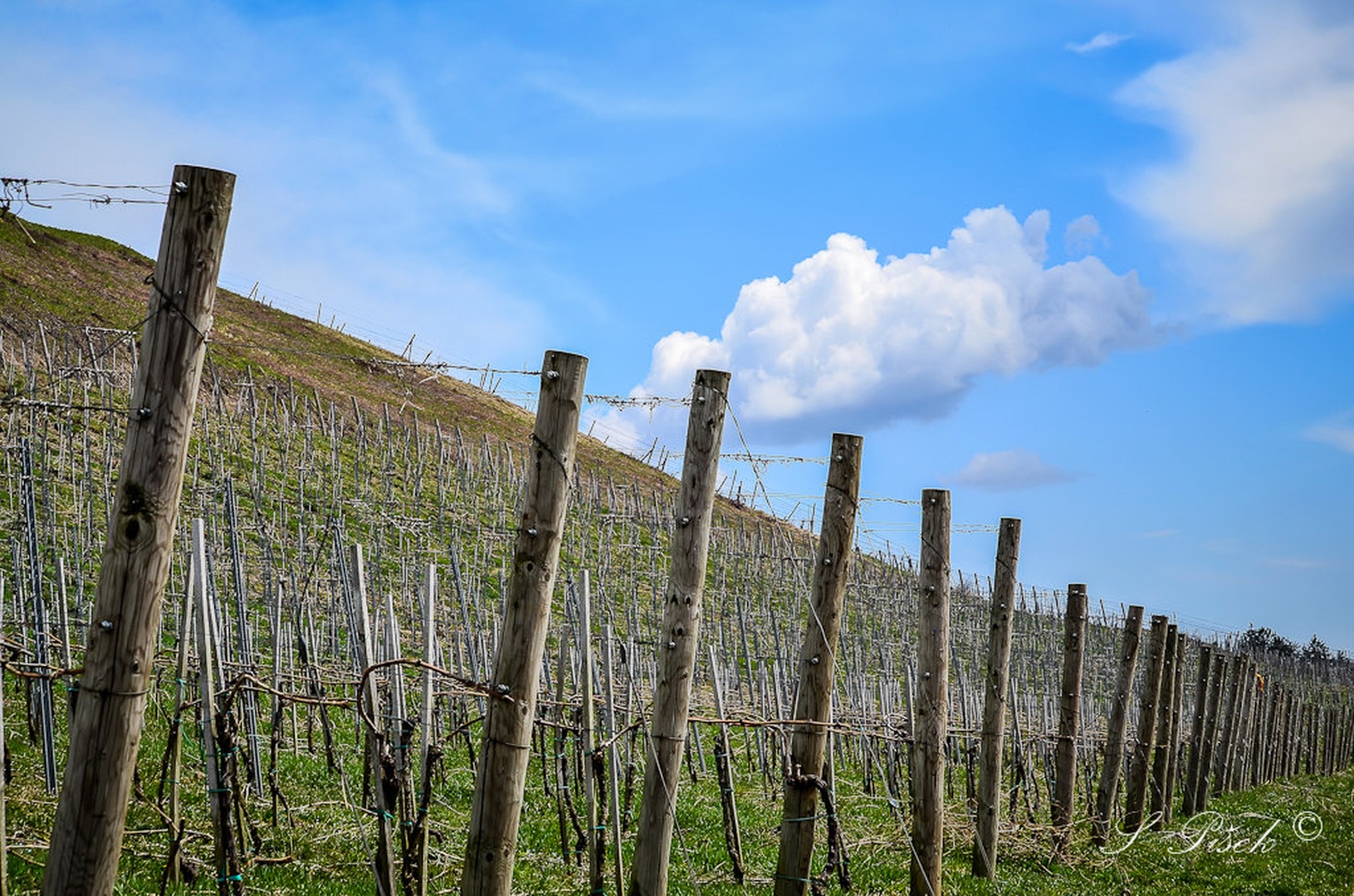 ~ vineyards - gorice ~ by Sebastijan Pišek
