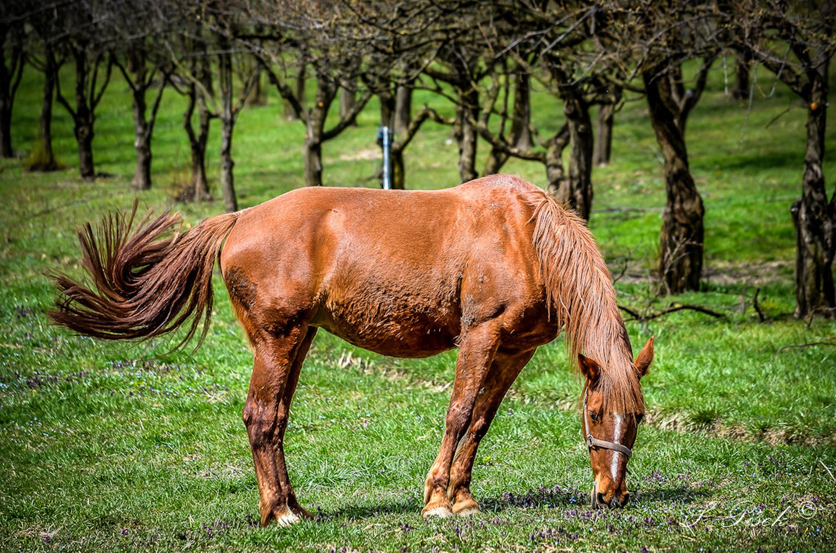~ stallion - žrebec ~ by Sebastijan Pišek