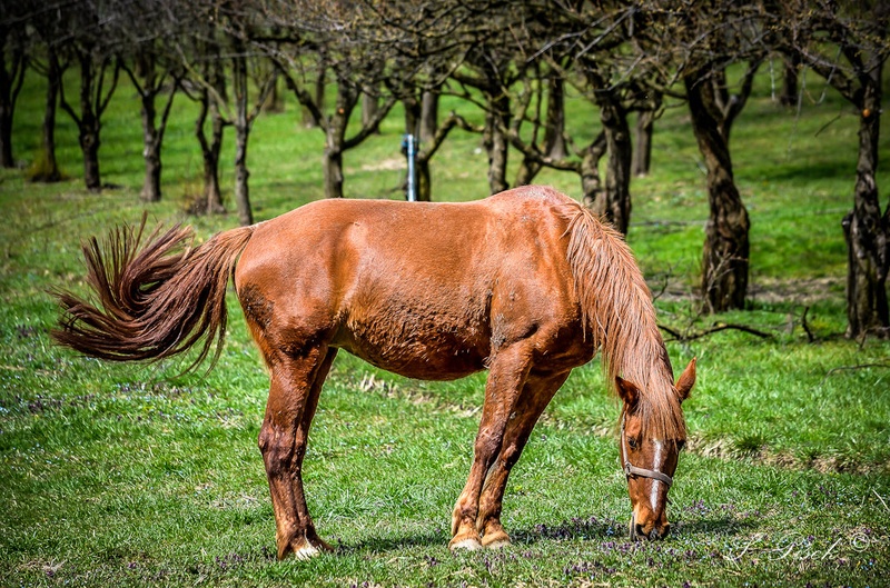 ~ stallion - žrebec ~ by Sebastijan Pišek