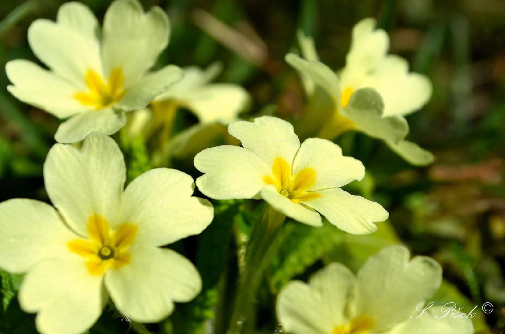 ~ primroses ~ by Sebastijan Pišek