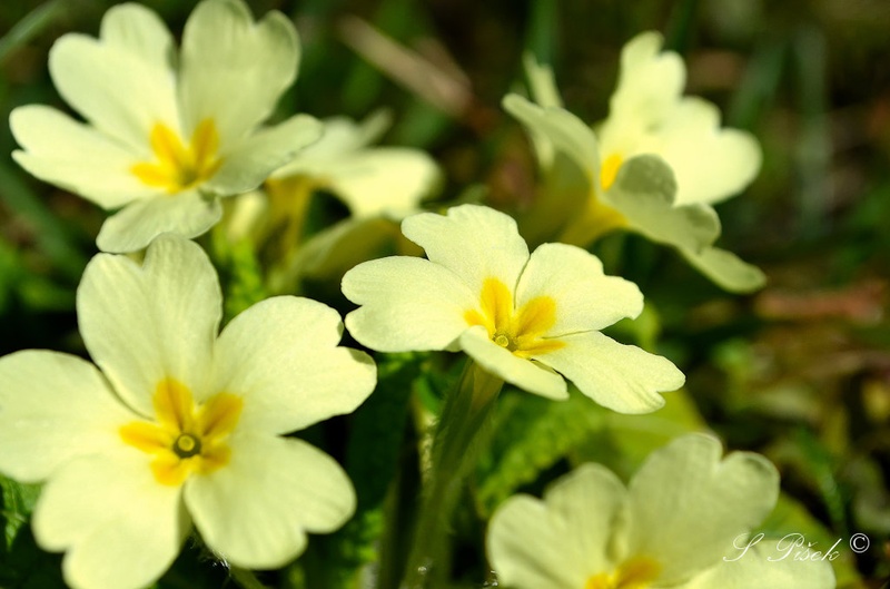 ~ primroses ~ by Sebastijan Pišek